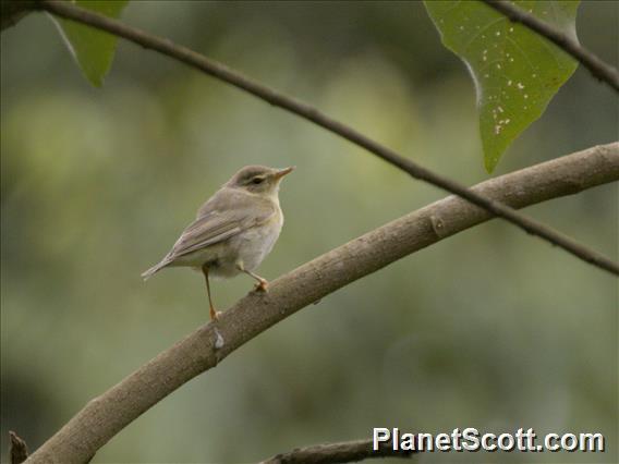 Willow Warbler (Phylloscopus trochilus)