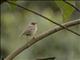 Willow Warbler (Phylloscopus trochilus)