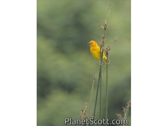 Taveta Golden Weaver (Ploceus castaneiceps)