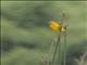 Taveta Golden Weaver (Ploceus castaneiceps)