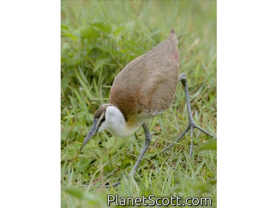 African Jacana (Actophilornis africanus) - Juvenile