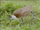 African Jacana (Actophilornis africanus) - Juvenile