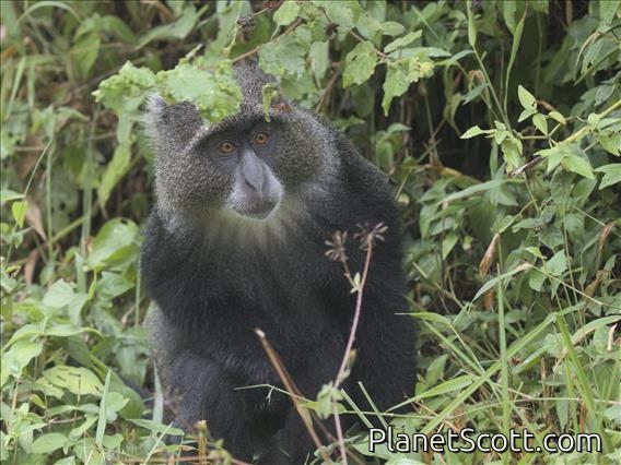 Blue Monkey (Cercopithecus mitis)