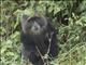 Blue Monkey (Cercopithecus mitis)