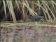 Allens Gallinule (Porphyrio alleni)
