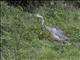 Black-headed Heron (Ardea melanocephala)