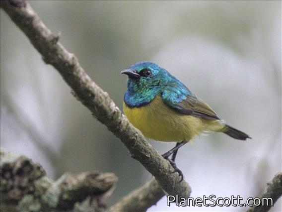 Collared Sunbird (Hedydipna collaris)