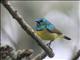 Collared Sunbird (Hedydipna collaris)