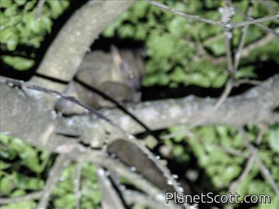 Greater Galago (Otolemur crassicaudatus)