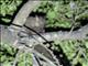 Greater Galago (Otolemur crassicaudatus)