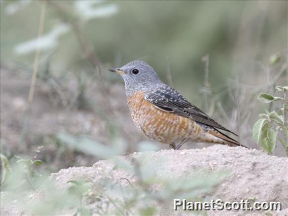 Rufous-tailed Rock-Thrush (Monticola saxatilis)