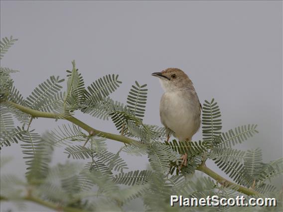 Rattling Cisticola (Cisticola chiniana)