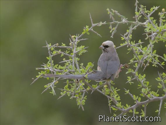 White-headed Mousebird (Colius leucocephalus)