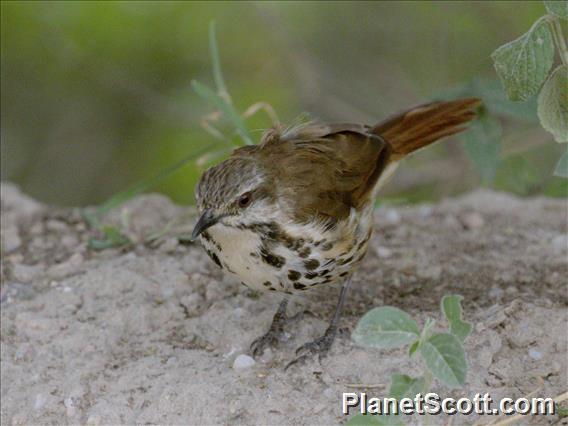 Spotted Morning-Thrush (Cichladusa guttata)