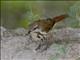 Spotted Morning-Thrush (Cichladusa guttata)