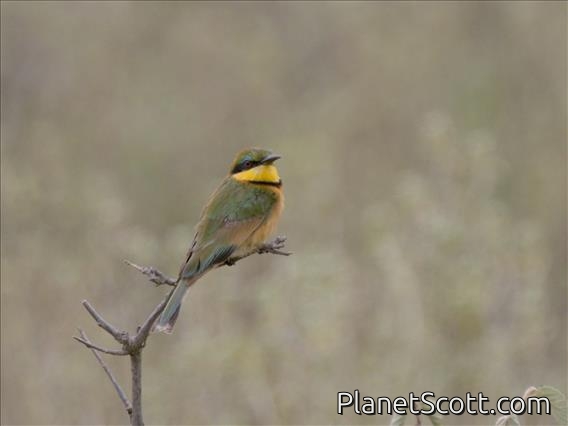 Little Bee-eater (Merops pusillus)
