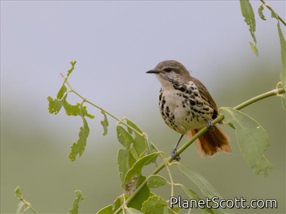 Spotted Morning-Thrush (Cichladusa guttata)