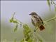 Spotted Morning-Thrush (Cichladusa guttata)