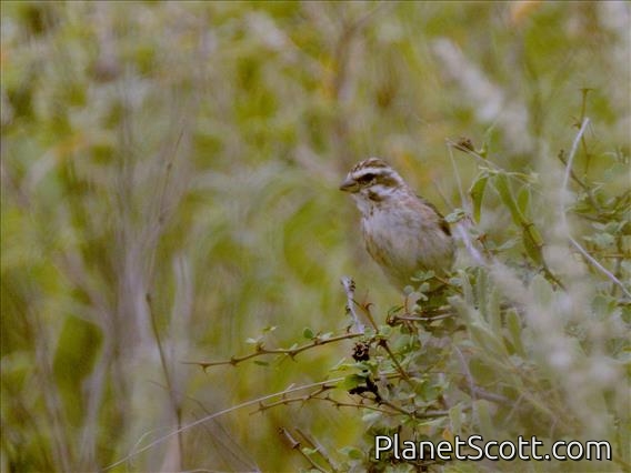 Reichenow's Seedeater (Crithagra reichenowi)