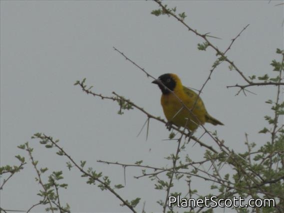 Lesser Masked-Weaver (Ploceus intermedius) - Male