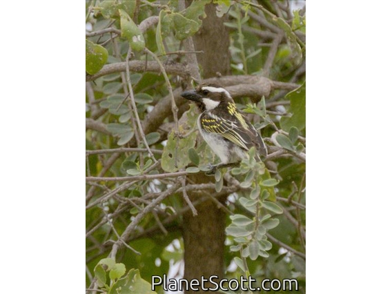 Black-throated Barbet (Tricholaema melanocephala)