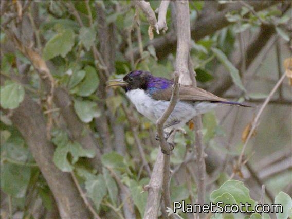 Eastern Violet-backed Sunbird (Anthreptes orientalis)