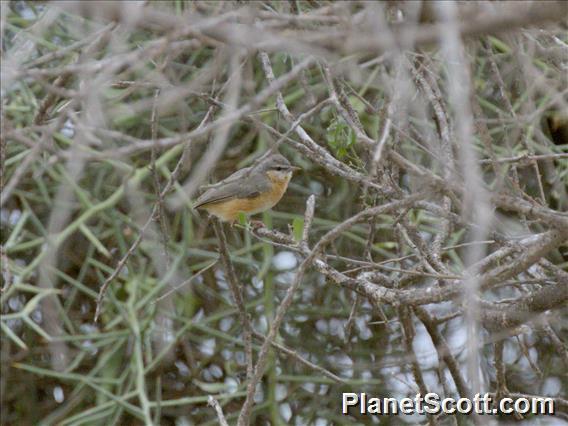 Northern Crombec (Sylvietta brachyura)