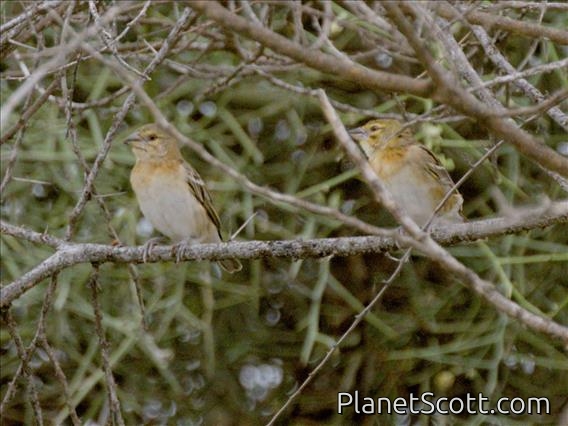 Chestnut Weaver (Ploceus rubiginosus) - Female