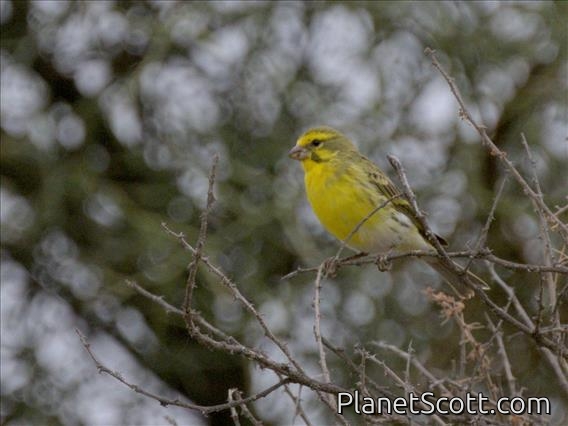 White-bellied Canary (Crithagra dorsostriata)