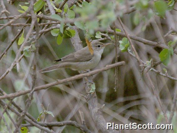 Eastern Olivaceous Warbler (Iduna pallida)