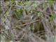 Eastern Olivaceous Warbler (Iduna pallida)