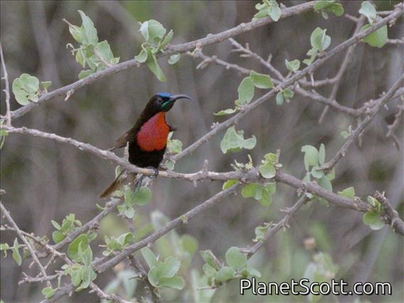 Scarlet-chested Sunbird (Chalcomitra senegalensis) - Male