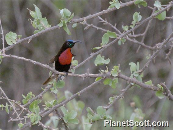 Scarlet-chested Sunbird (Chalcomitra senegalensis)