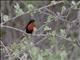 Scarlet-chested Sunbird (Chalcomitra senegalensis) - Male