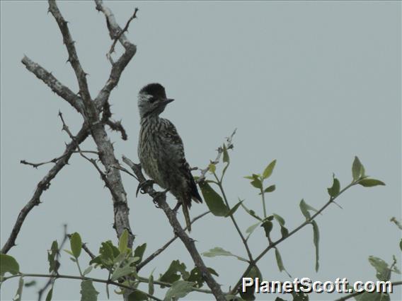 Cardinal Woodpecker (Dendropicos fuscescens)