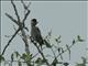 Cardinal Woodpecker (Dendropicos fuscescens)