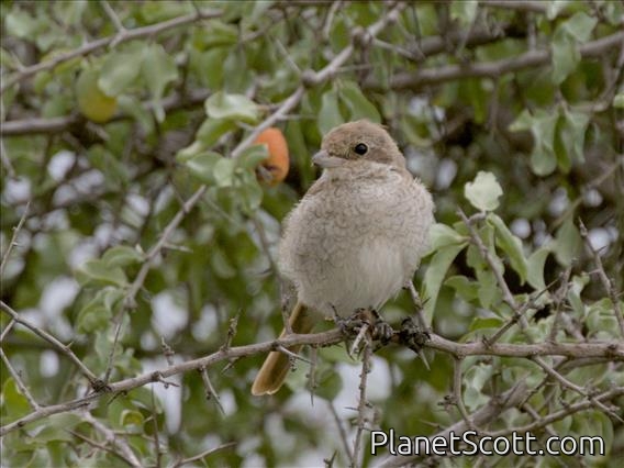 Isabelline Shrike (Lanius isabellinus) - Female