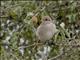 Isabelline Shrike (Lanius isabellinus) - Female