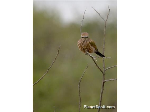 Purple Roller (Coracias naevius)