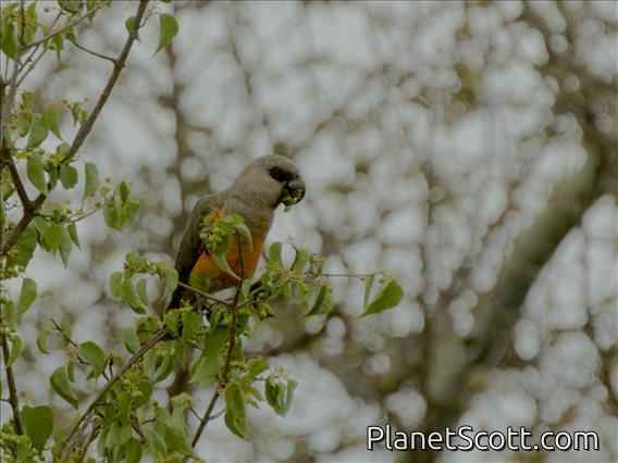Red-bellied Parrot (Poicephalus rufiventris)