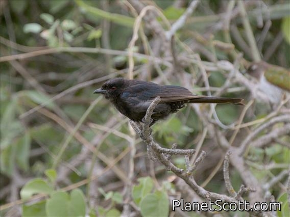 Fork-tailed Drongo (Dicrurus adsimilis)