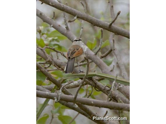 Brown-crowned Tchagra (Tchagra australis)