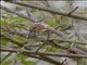 Brown-crowned Tchagra (Tchagra australis)