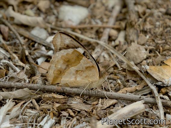 Blue-spot Pansy (Junonia oenone)
