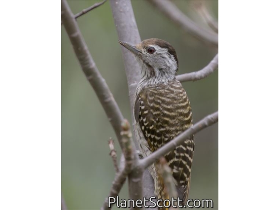 Cardinal Woodpecker (Dendropicos fuscescens)