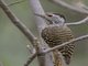 Cardinal Woodpecker (Dendropicos fuscescens)