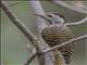 Golden-tailed Woodpecker (Campethera abingoni)