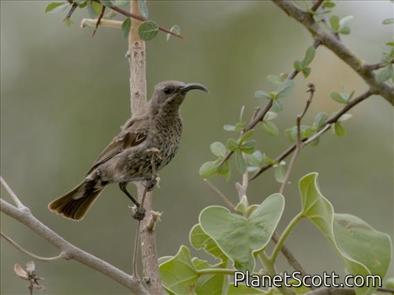 Hunter's Sunbird (Chalcomitra hunteri) - Female