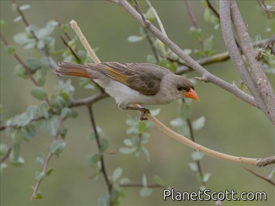 Red-headed Weaver (Anaplectes rubriceps) - Female
