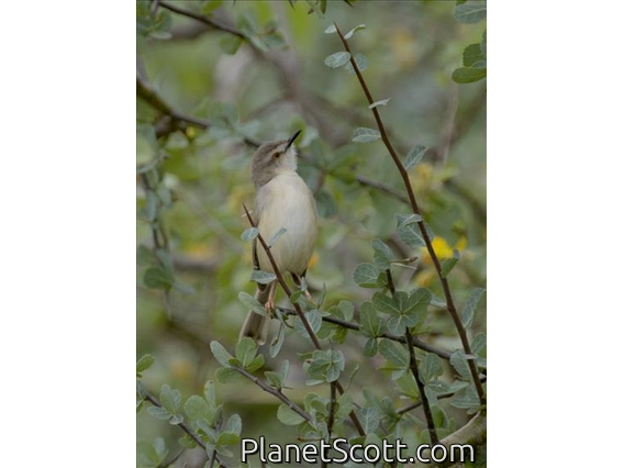 Tawny-flanked Prinia (Prinia subflava)